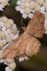 Austrocidaria