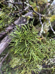 Halocarpus bidwillii