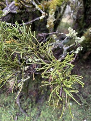 Halocarpus bidwillii
