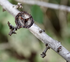 Ceanothus megacarpus