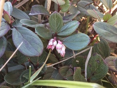 Gaultheria discolor