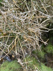 Melicytus flexuosus