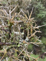 Melicytus flexuosus