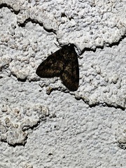 Hydriomena nubilofasciata