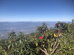 Rhododendron delavayi