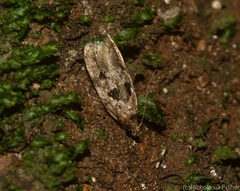 Barea melanodelta