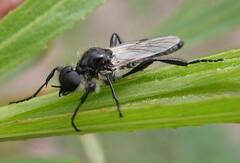 Bibio albipennis