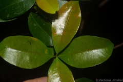 Syzygium corynanthum