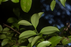 Syzygium corynanthum