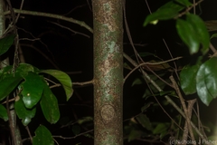 Syzygium corynanthum