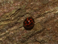 Derispia variabilis