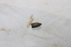 Gymnandrosoma punctidiscanum