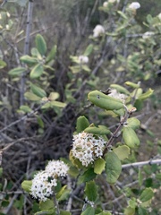 Ceanothus crassifolius