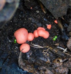 Lycogala epidendrum