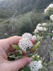 Ceanothus crassifolius