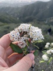 Ceanothus crassifolius