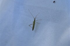 Megaloceroea recticornis