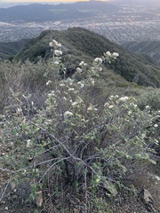 Ceanothus crassifolius