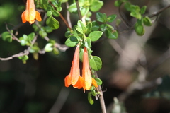 Clinopodium mexicanum