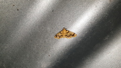 Dichocrocis clytusalis