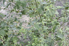 Abutilon trisulcatum