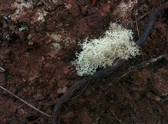 Cladonia confusa