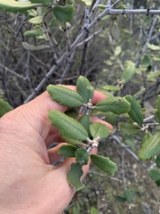 Ceanothus crassifolius
