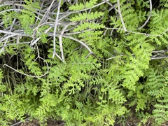 Eucrypta chrysanthemifolia