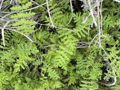 Eucrypta chrysanthemifolia