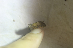 Argyrogramma verruca