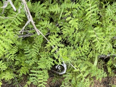 Eucrypta chrysanthemifolia