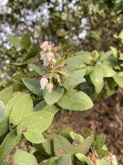 Arctostaphylos pallida