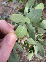 Arctostaphylos pallida