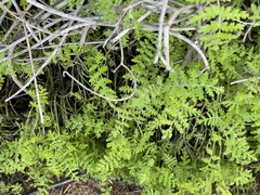 Eucrypta chrysanthemifolia