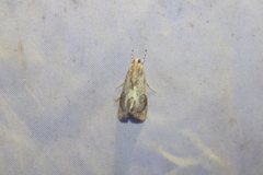 Dichogama redtenbacheri