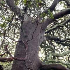Arctostaphylos pallida
