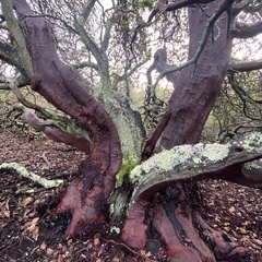 Arctostaphylos pallida