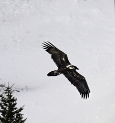 Gypaetus barbatus barbatus