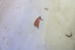 Parachma ochracealis