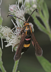 Carmenta pyralidiformis