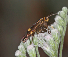 Carmenta pyralidiformis