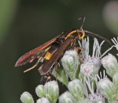 Carmenta pyralidiformis