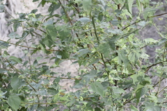 Abutilon trisulcatum