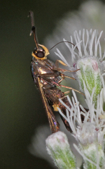 Carmenta pyralidiformis