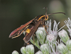 Carmenta pyralidiformis