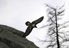 Gypaetus barbatus barbatus