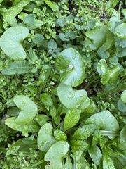 Claytonia perfoliata