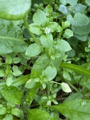 Claytonia perfoliata