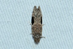 Ophiorrhabda mormopa