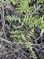 Eucrypta chrysanthemifolia
